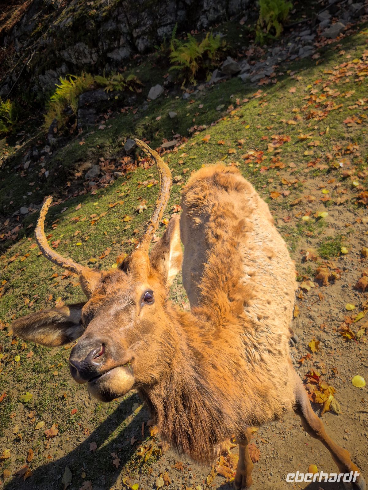 Omega Tierpark - Kanada 
