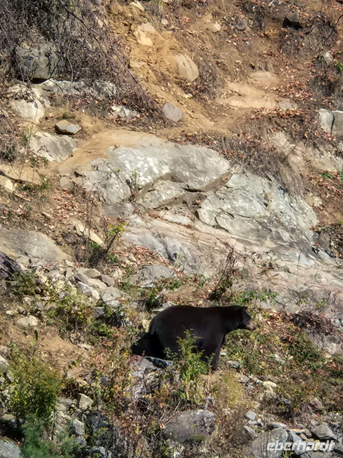 Omega Tierpark - Kanada 