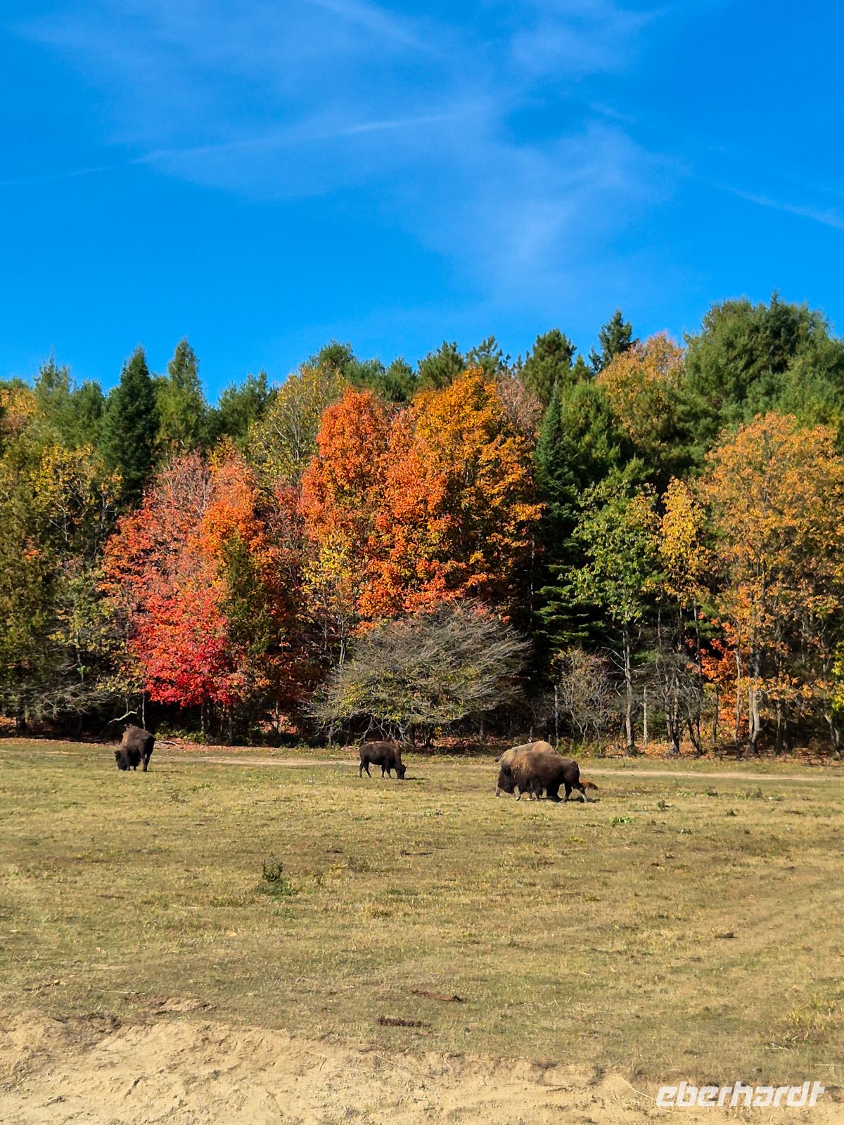 Omega Tierpark - Kanada 