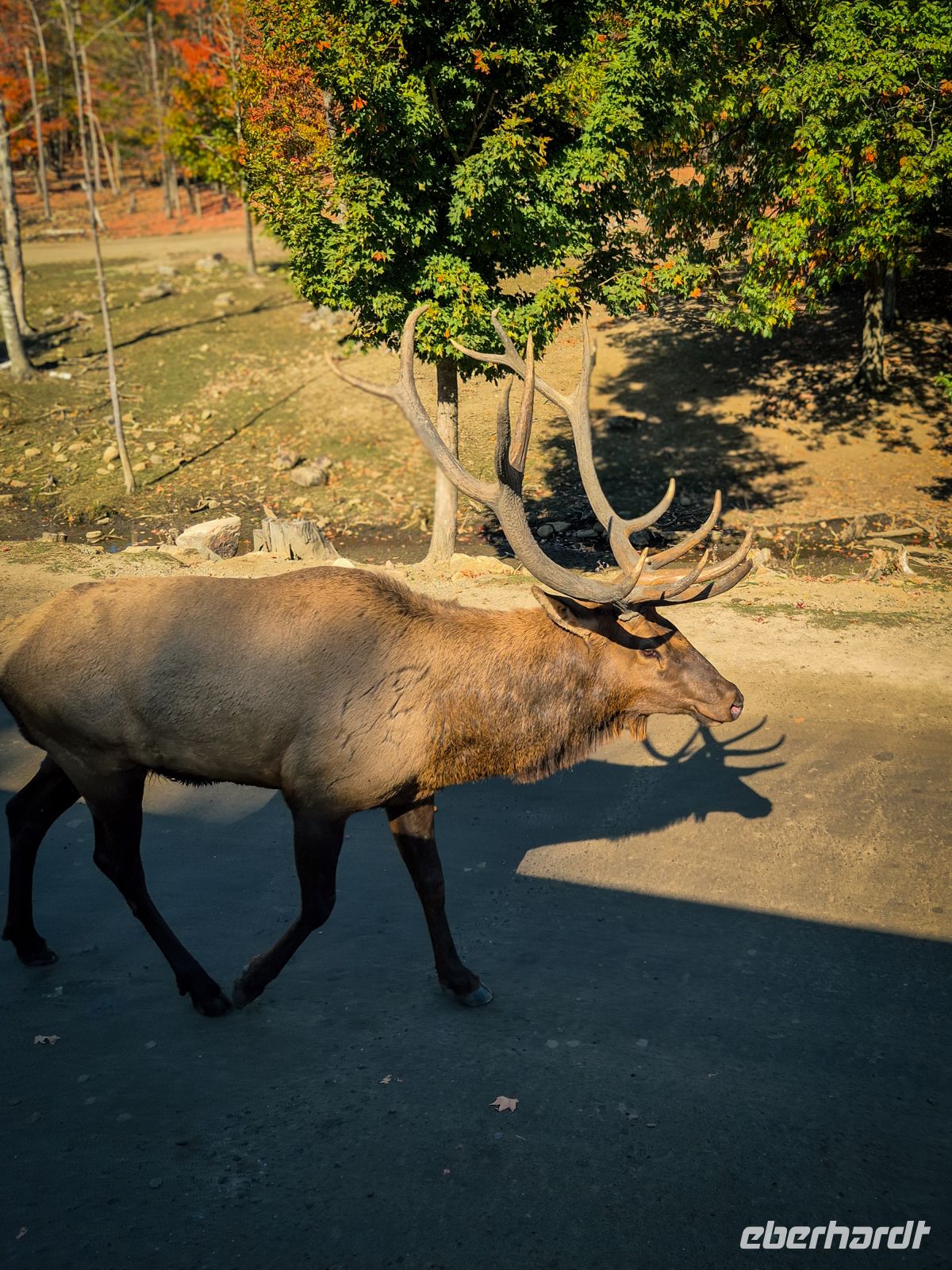 Omega Tierpark - Kanada 