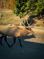 Omega Tierpark - Kanada 