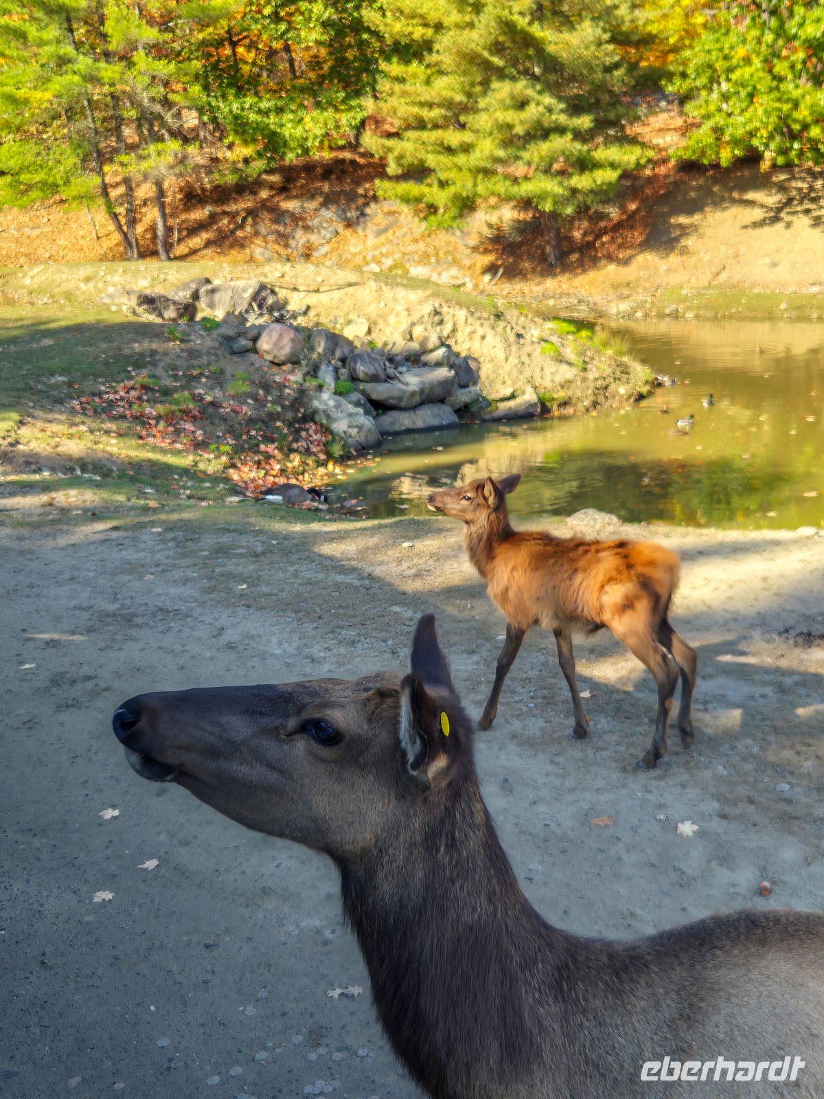 Omega Tierpark - Kanada 