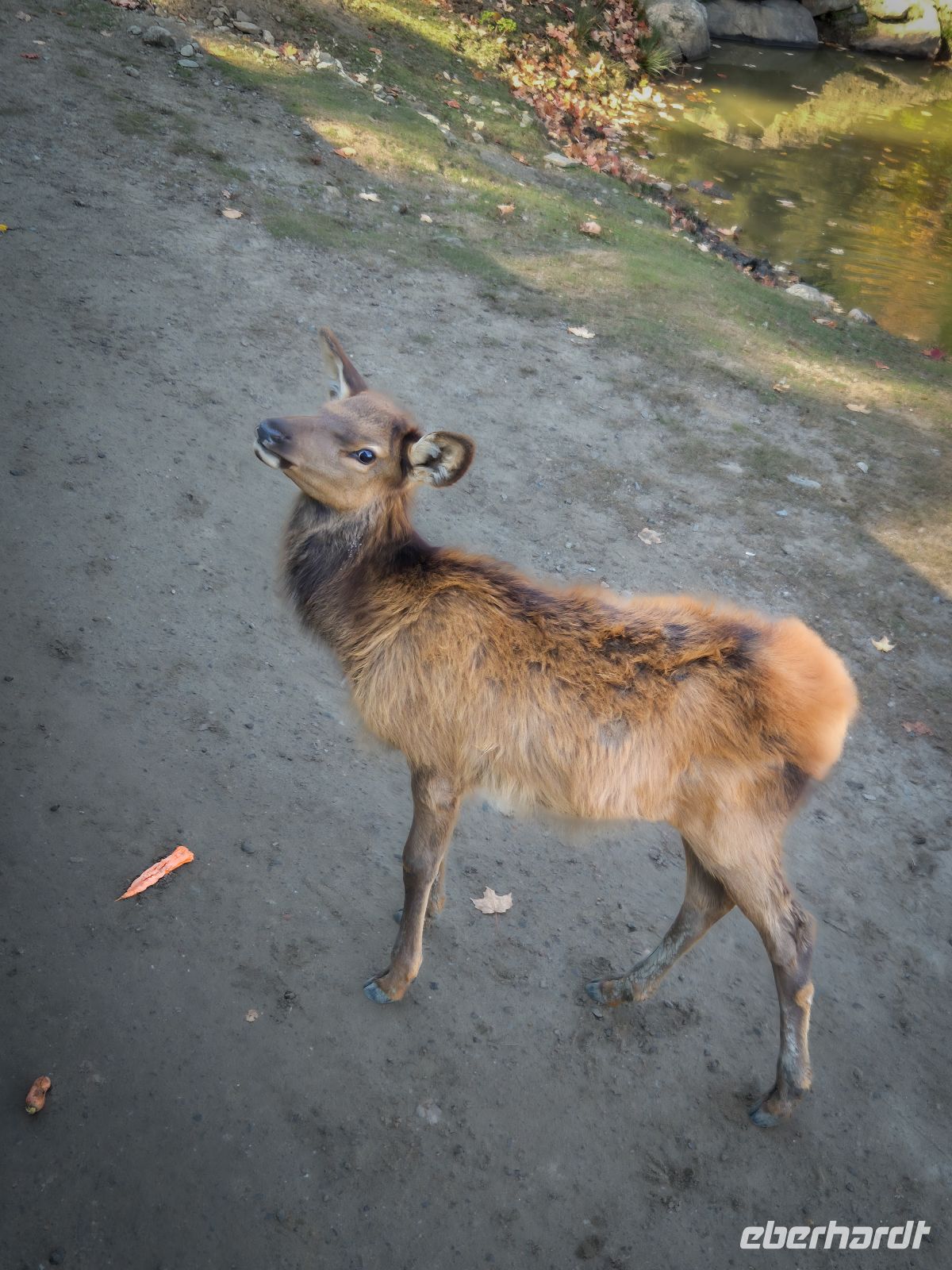 Omega Tierpark - Kanada 