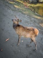 Omega Tierpark - Kanada 