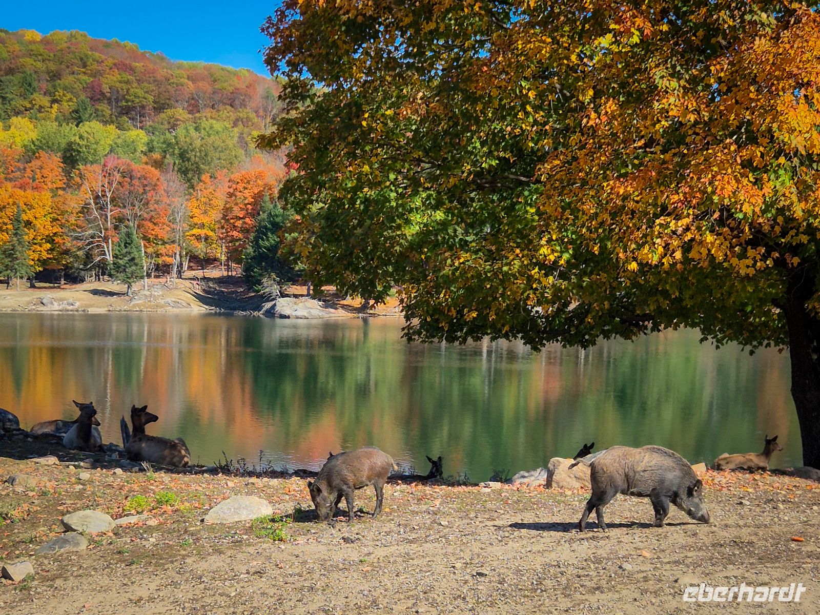 Omega Tierpark - Kanada 