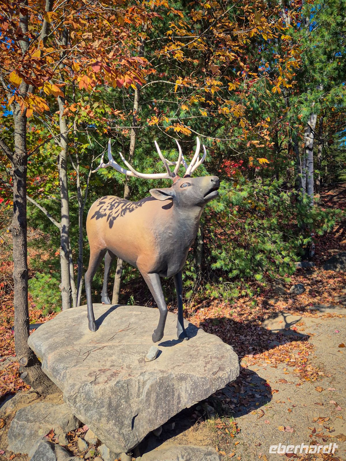 Omega Tierpark - Kanada 