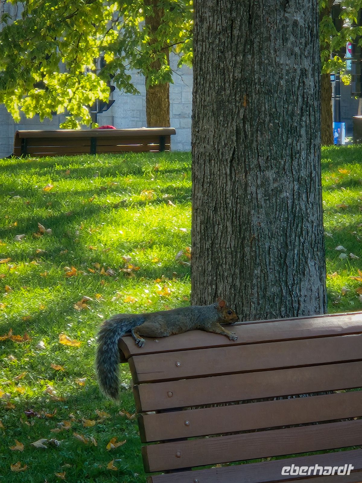 Mittagspause in Montreal Downtown - Kanada 