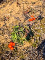 Wanderung am Lac Taureau - Kanada 