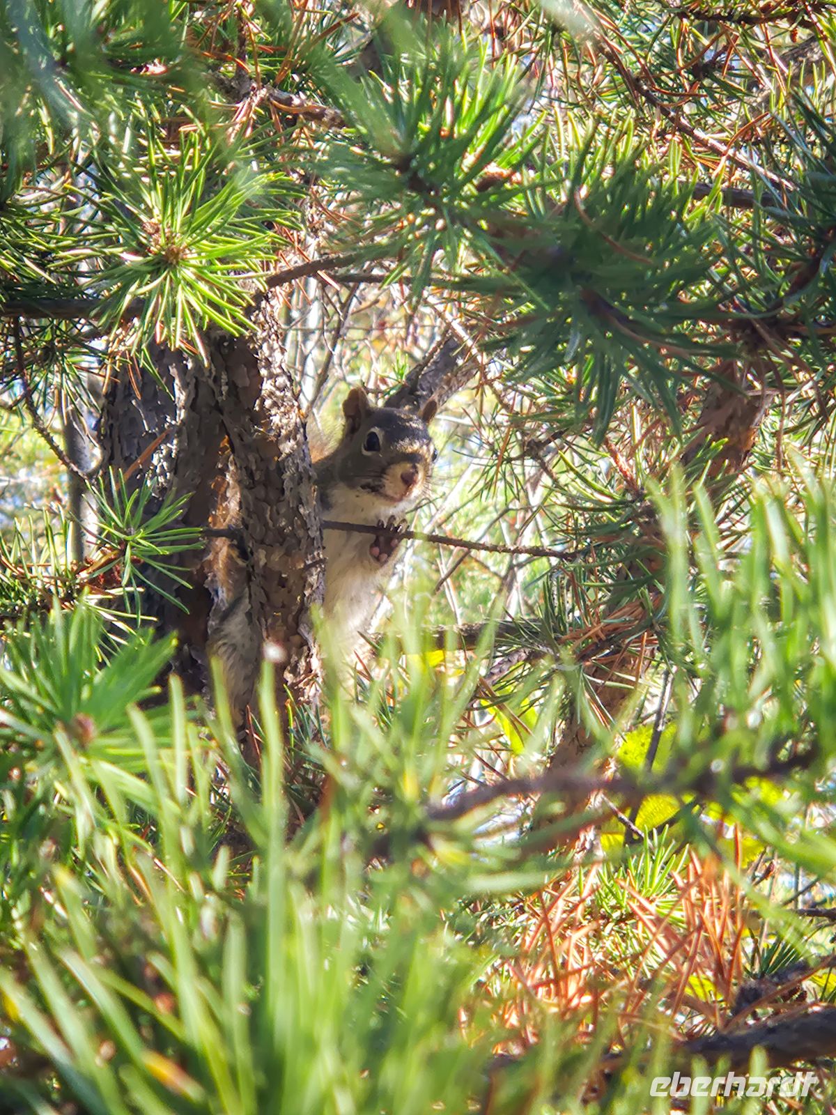 Wanderung am Lac Taureau - Kanada 