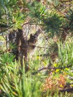 Wanderung am Lac Taureau - Kanada 