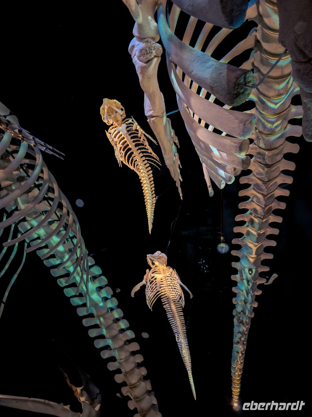 Marine Mammal Interpretation Centre in Tadoussac - Kanada 
