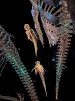 Marine Mammal Interpretation Centre in Tadoussac - Kanada 