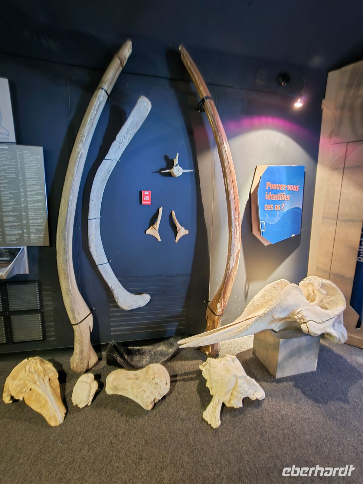 Marine Mammal Interpretation Centre in Tadoussac - Kanada 