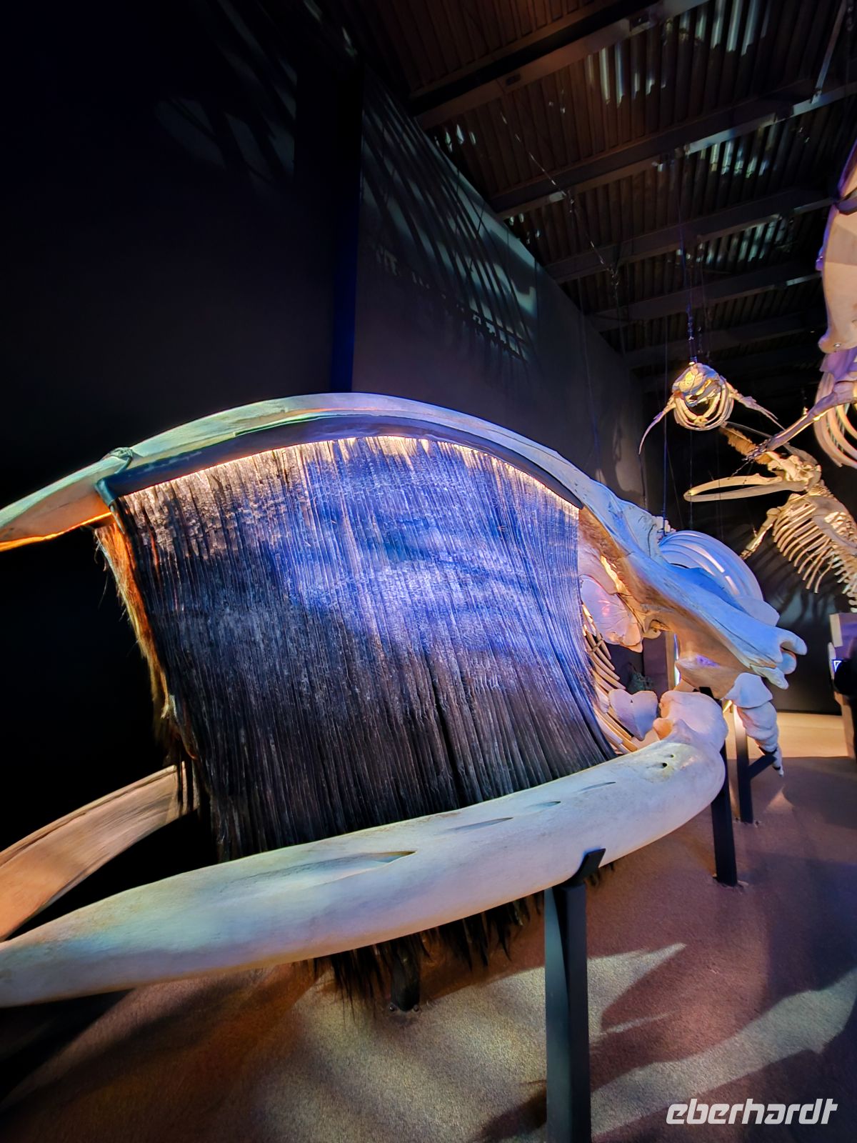 Marine Mammal Interpretation Centre in Tadoussac - Kanada 