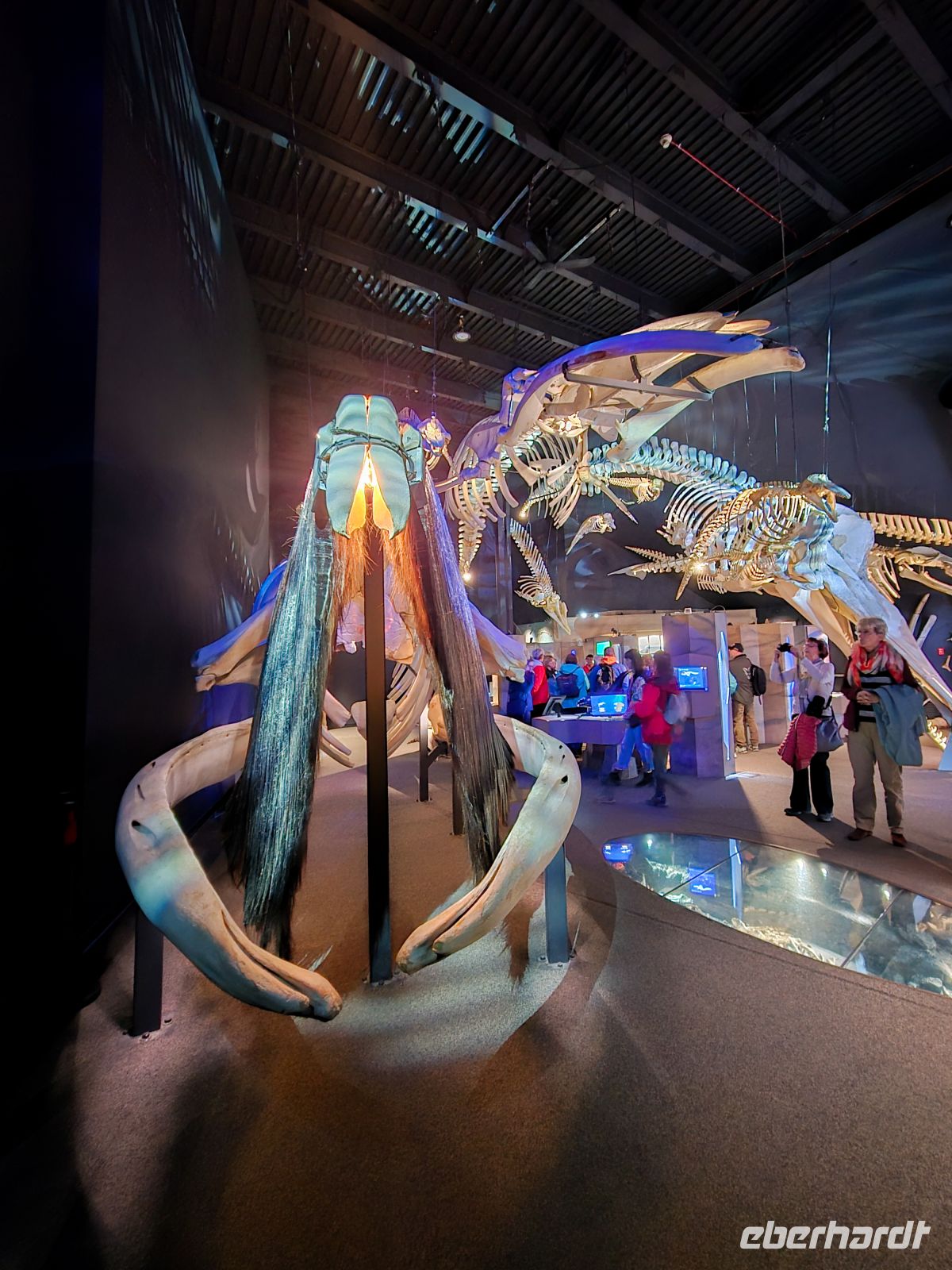 Marine Mammal Interpretation Centre in Tadoussac - Kanada 