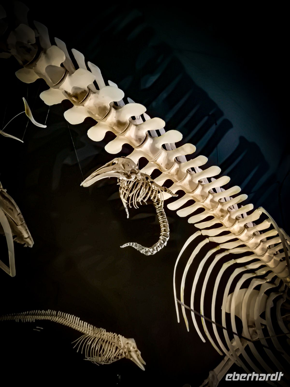 Marine Mammal Interpretation Centre in Tadoussac - Kanada 