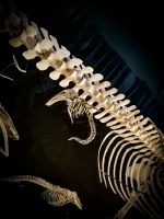 Marine Mammal Interpretation Centre in Tadoussac - Kanada 