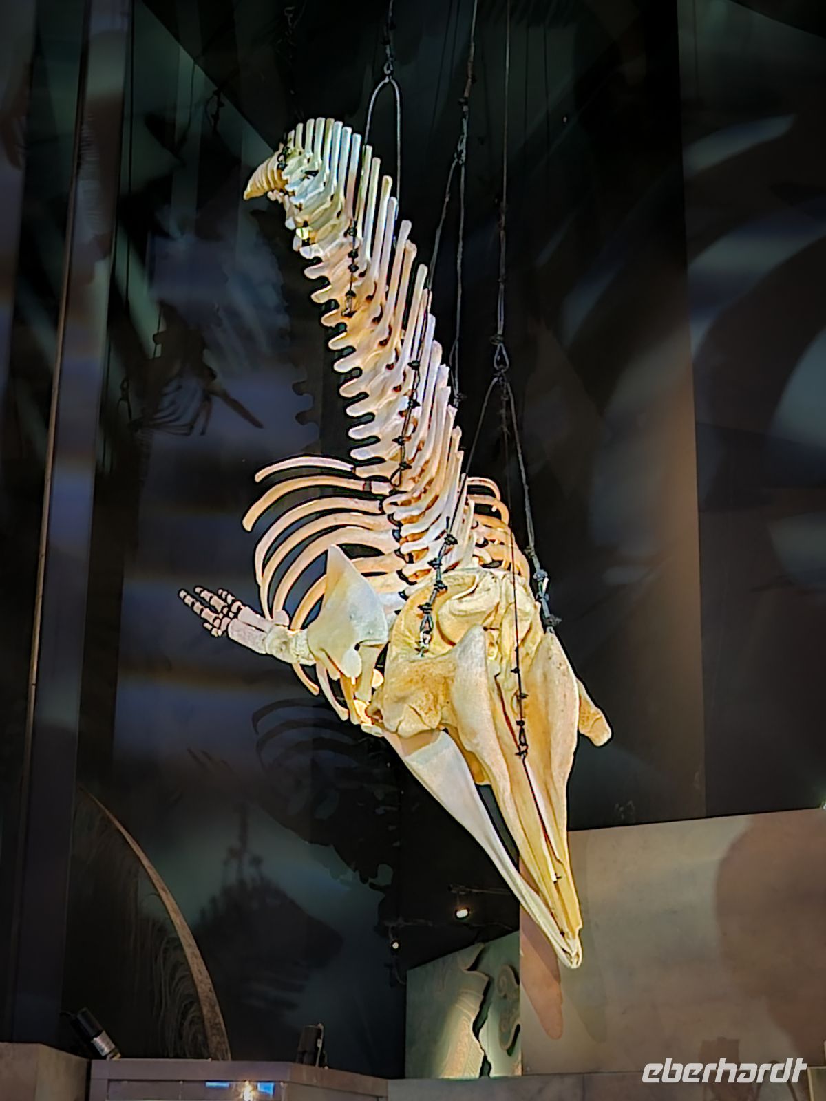 Marine Mammal Interpretation Centre in Tadoussac - Kanada 