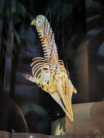 Marine Mammal Interpretation Centre in Tadoussac - Kanada 