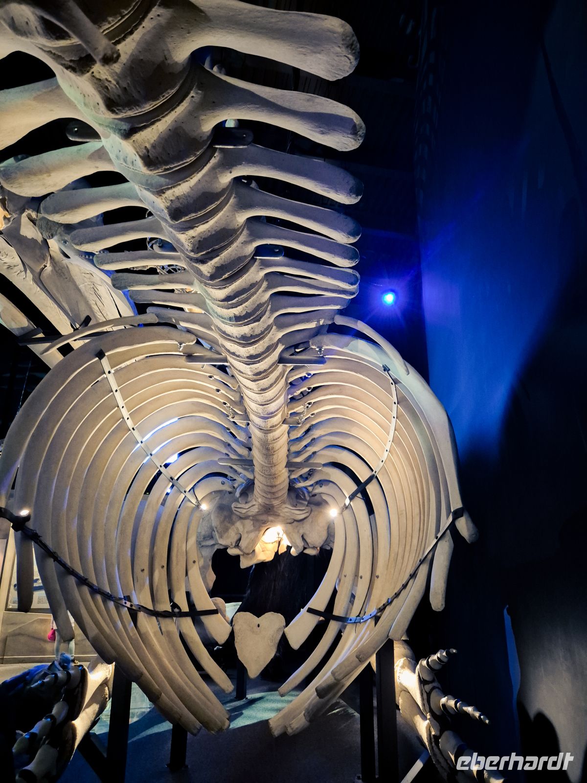 Marine Mammal Interpretation Centre in Tadoussac - Kanada 