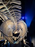 Marine Mammal Interpretation Centre in Tadoussac - Kanada 