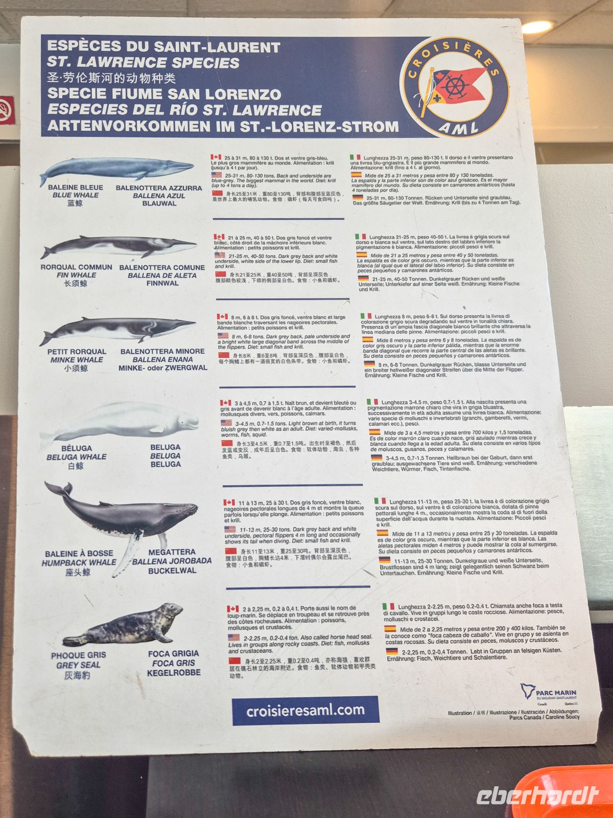 Walbeobachtung Sankt-Lorenz-Strom - Kanada 