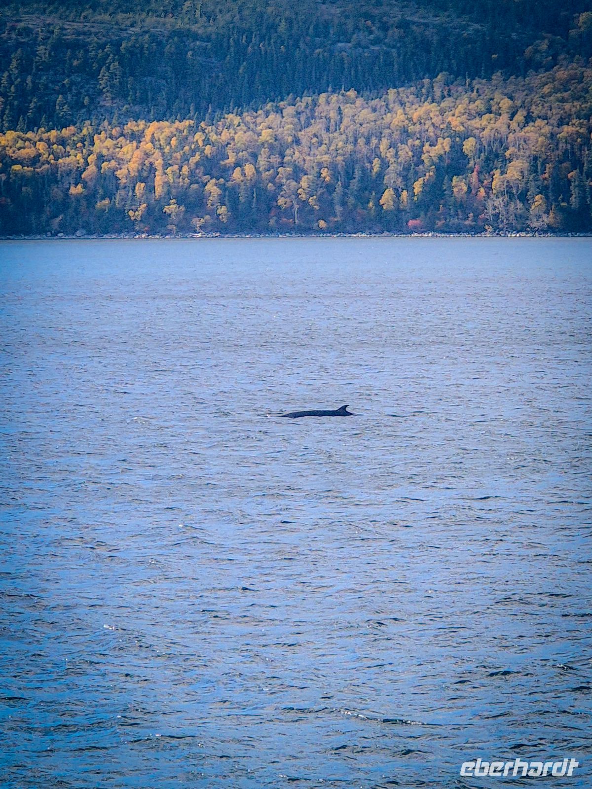 Walbeobachtung Sankt-Lorenz-Strom - Kanada 