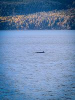 Walbeobachtung Sankt-Lorenz-Strom - Kanada 