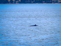 Walbeobachtung Sankt-Lorenz-Strom - Kanada 