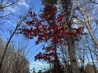 8. Tag – Aufenthalt am Lac Taureau – Herbstlicher Waldspaziergang