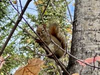 8. Tag – Aufenthalt am Lac Taureau – Herbstlicher Waldspaziergang mit Eichhörnchenbeobachtung
