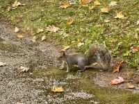 9. Tag – Lac Taureau bis La Malbaie – Eichhörnchen am Sanctuaire Notre-Dame du Cap