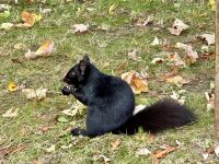 9. Tag – Lac Taureau bis La Malbaie – Eichhörnchen am Sanctuaire Notre-Dame du Cap