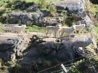 241 Omega Wildpark
