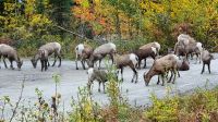 Bergschafe im Jasper-Nationalpark