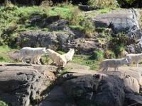 243 Omega Wildpark