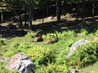244 Omega Wildpark