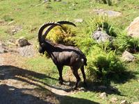 245 Omega Wildpark