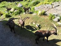 249 Omega Wildpark