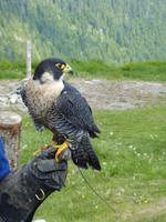 251 Vancouver - Grouse Montain