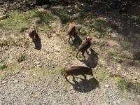 256 Omega Wildpark