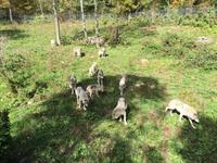 258 Omega Wildpark