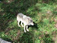 259 Omega Wildpark