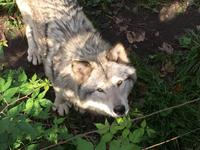 261 Omega Wildpark