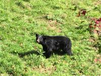 263 Omega Wildpark