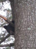 Bär auf dem Baum im Hidden Valley Resort