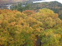 Blick vom Feuerwachturm Dorset