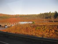 Elch(Moose)-Landschaft im Algonquin Park