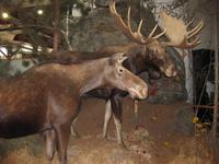 Algonquin Park - Elche (Moose) in der Ausstellung des Besucherzentrums