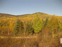Goldene Wälder an der Straße nach Baie-Saint-Paul